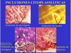 (Enzimas inactivas en páncreas y saliva)