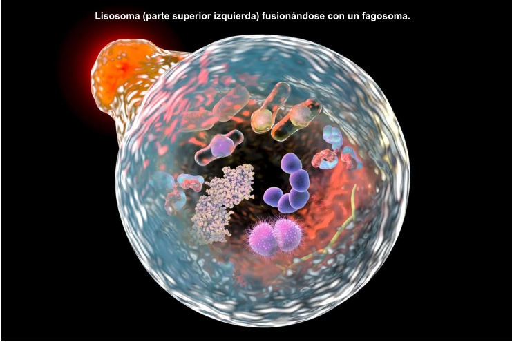Lisosoma (parte superior izquierda) fusionándose con un fagosoma.