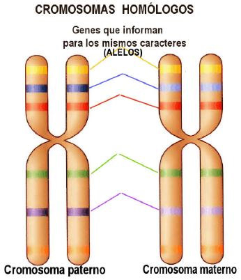 Que Es Cromosoma Alelo