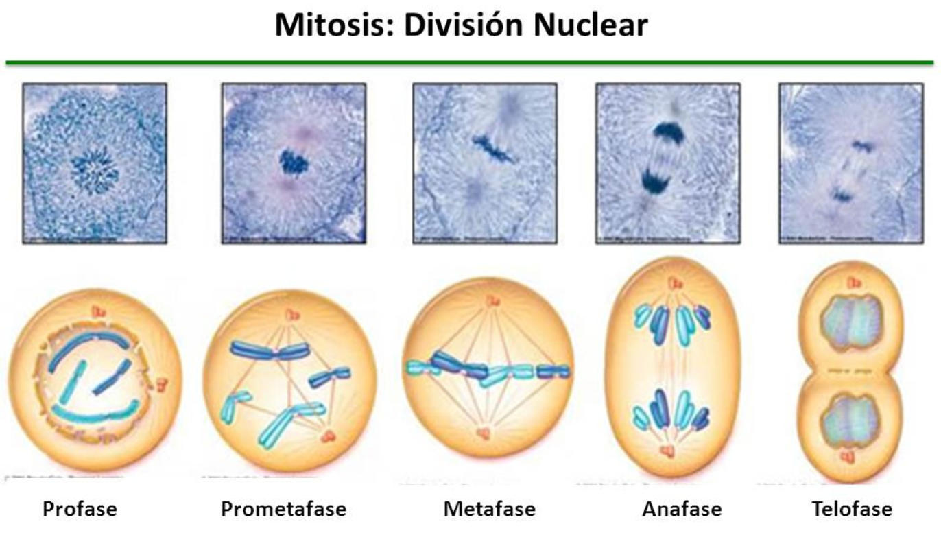 ciclo cellulare interfase mitosi profase metafase anafase telofase citocinesi