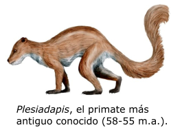 Plesiadapis, el primate más antiguo conocido (58-55 m.a.).