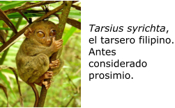 Tarsius syrichta, el tarsero filipino. Antes considerado prosimio.