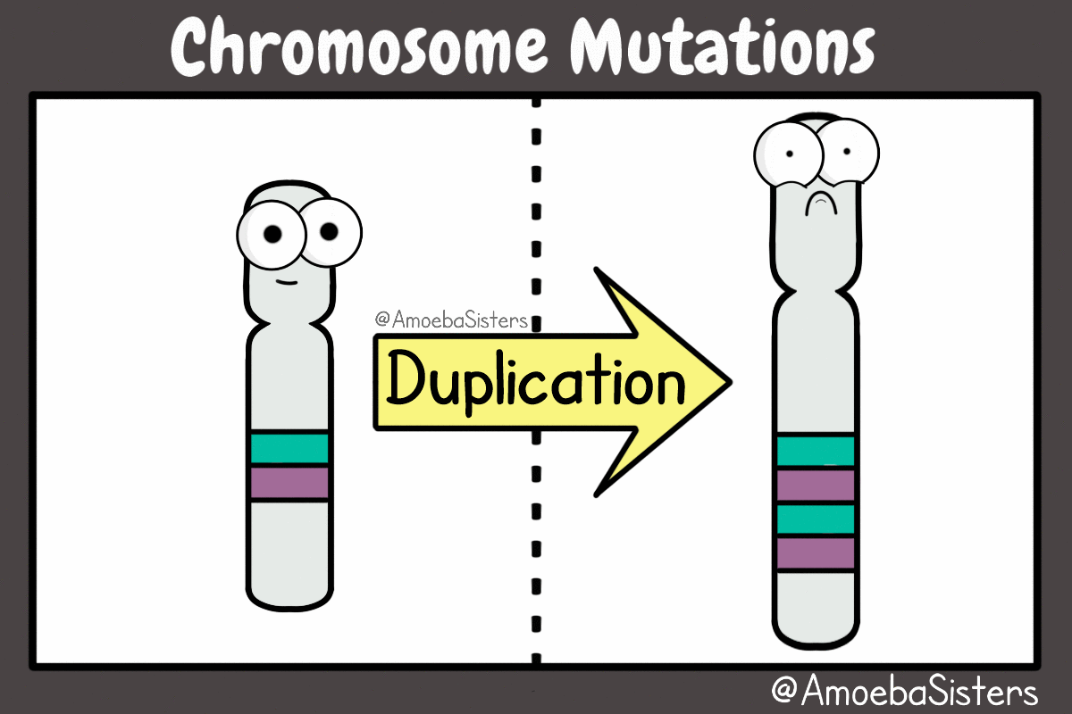 Resultado de imagen de MUTACIONES cromosómicas gifs"